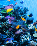 Fish in an aquarium, 